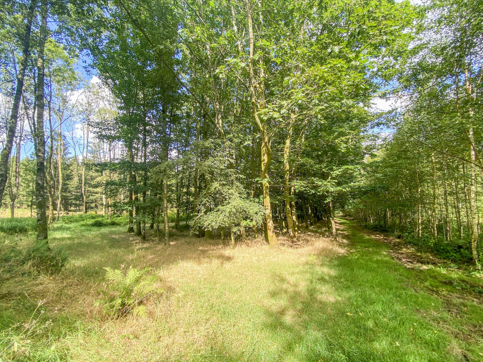 France/5' Belg. - Villa sur 4 hectares av étangs et ruisseau  - Img 2432-2