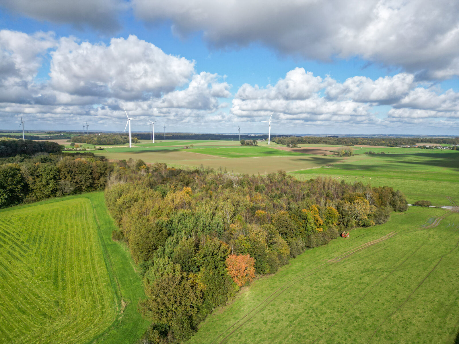 Bois de 2h 86a prox. Lacs de l'Eau d'Heure - Dji 0281-2