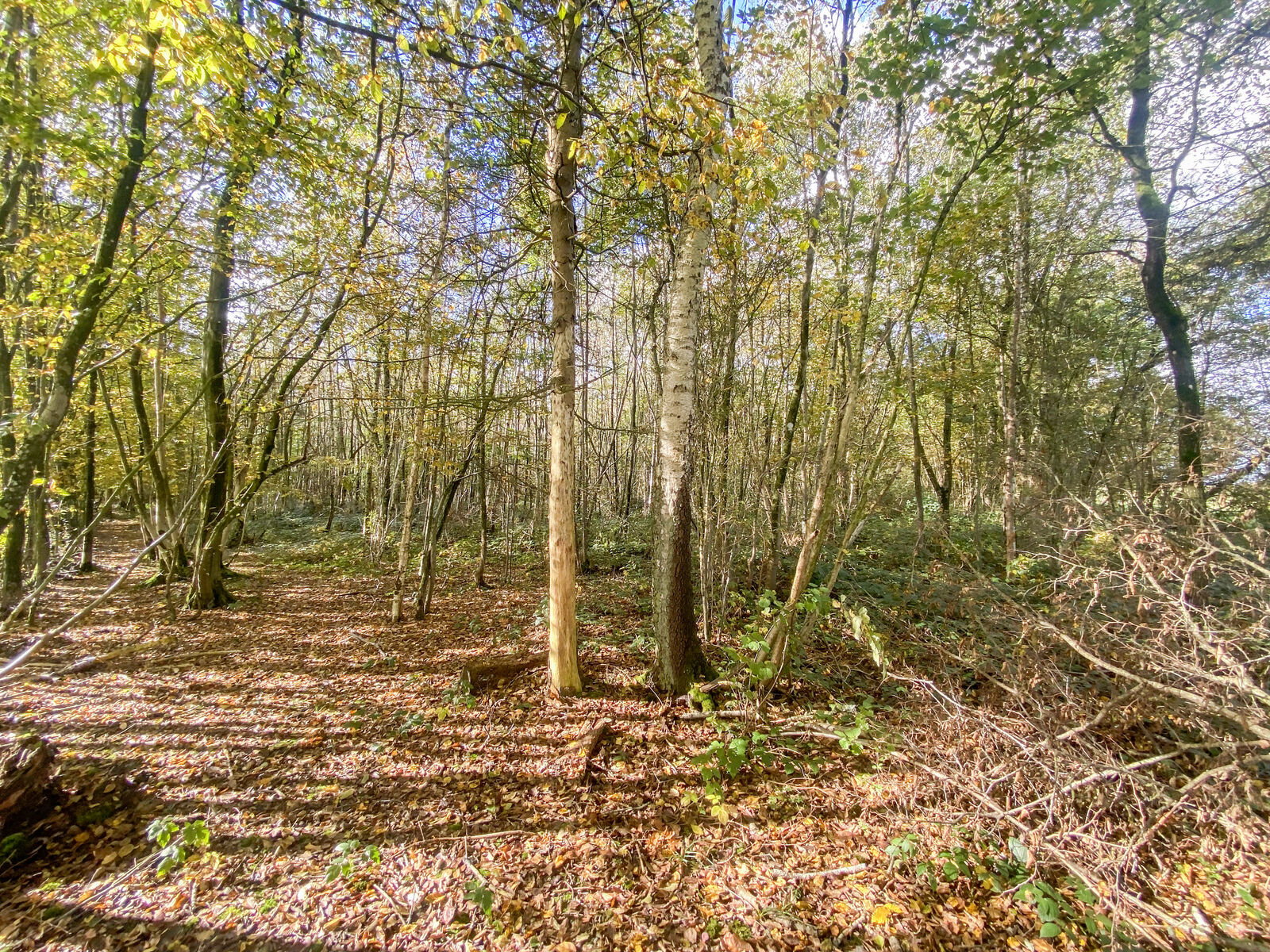 Bois de 2h 86a prox. Lacs de l'Eau d'Heure - Img 3166-2