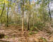 Bois de 2h 86a prox. Lacs de l'Eau d'Heure - Img 3166-2
