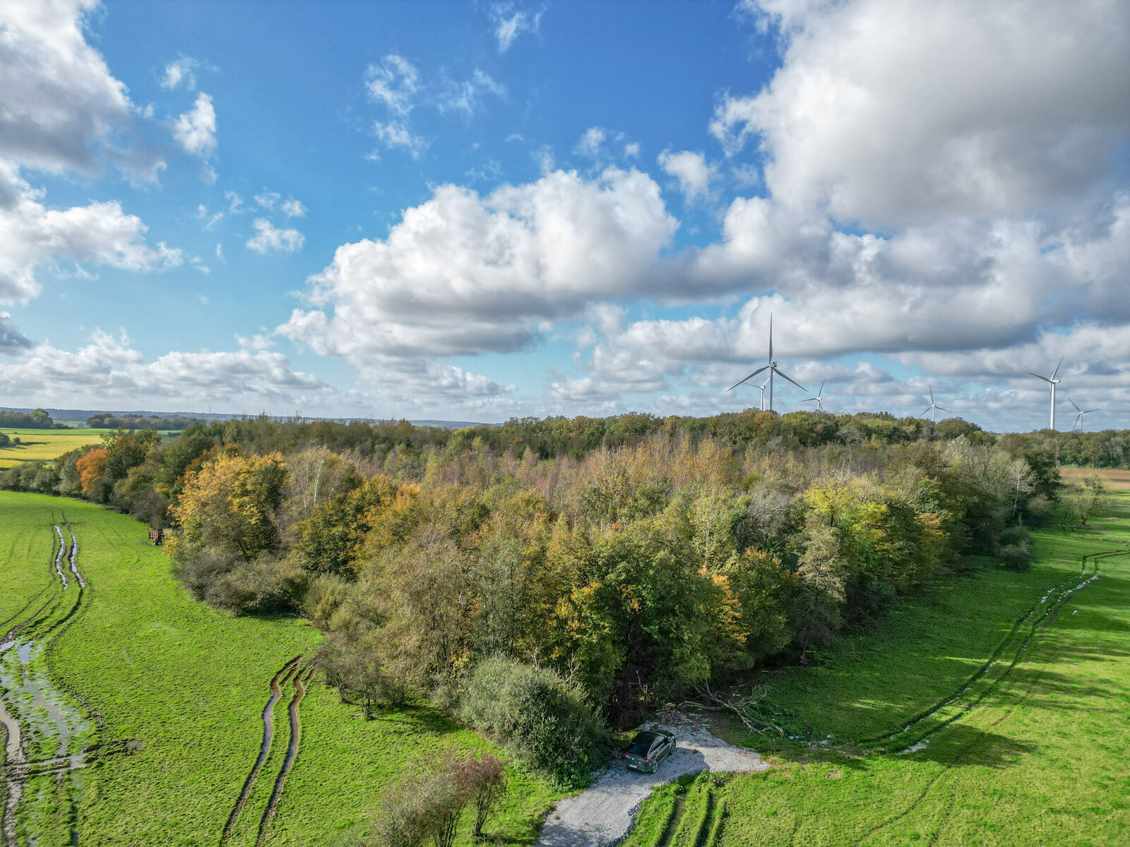 Bois de 2h 86a prox. Lacs de l'Eau d'Heure - Dji 0279-2
