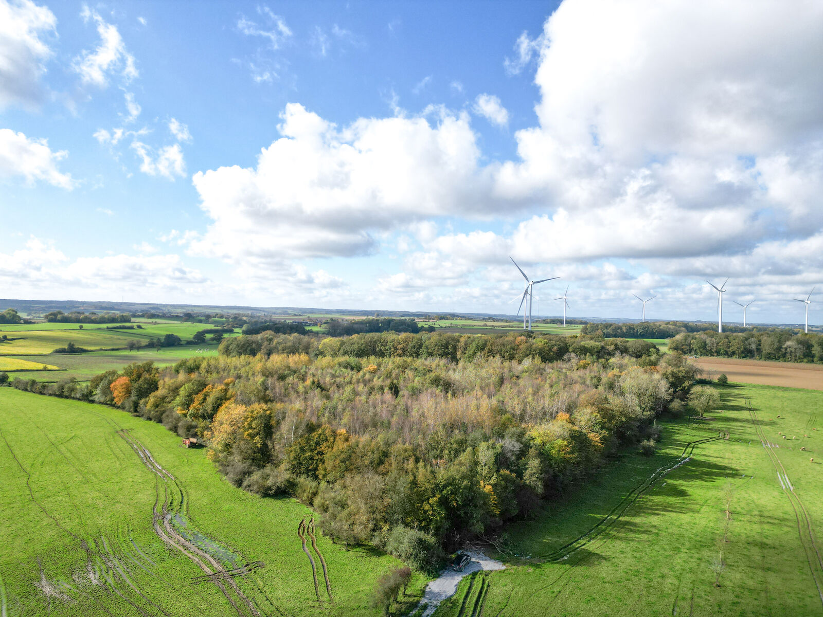 Bois de 2h 86a prox. Lacs de l'Eau d'Heure - Dji 0280-2