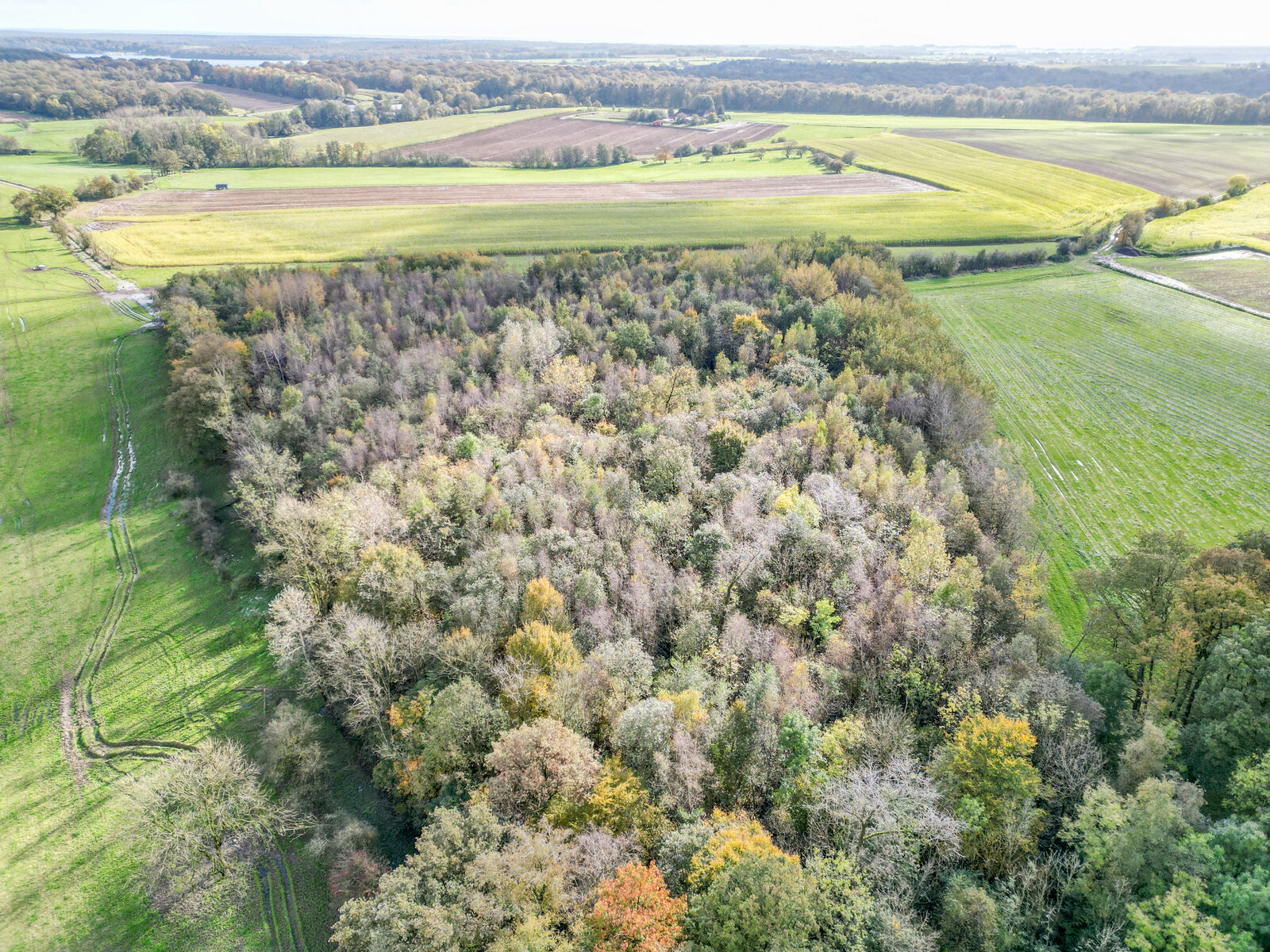 Bois de 2h 86a prox. Lacs de l'Eau d'Heure - Dji 0284-2