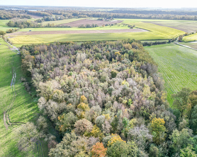 Bois de 2h 86a prox. Lacs de l'Eau d'Heure - Dji 0284-2