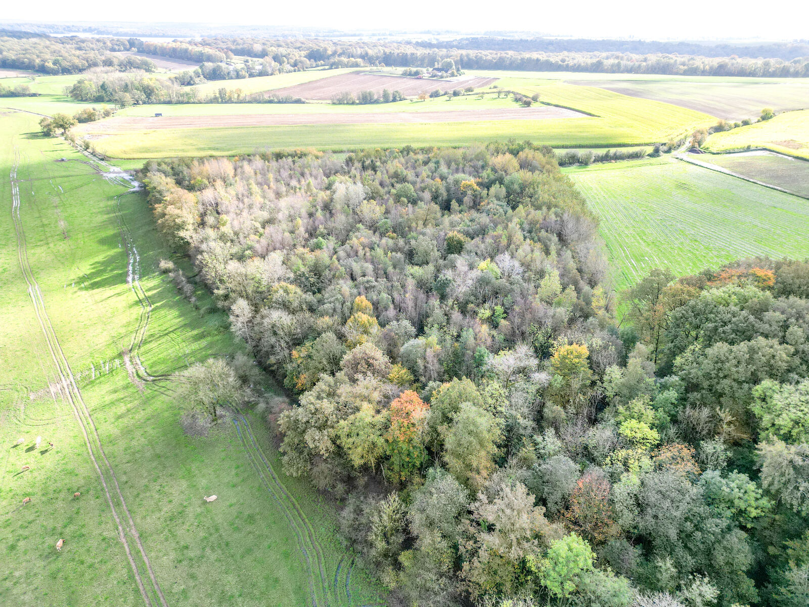 Bois de 2h 86a prox. Lacs de l'Eau d'Heure - Dji 0285-2