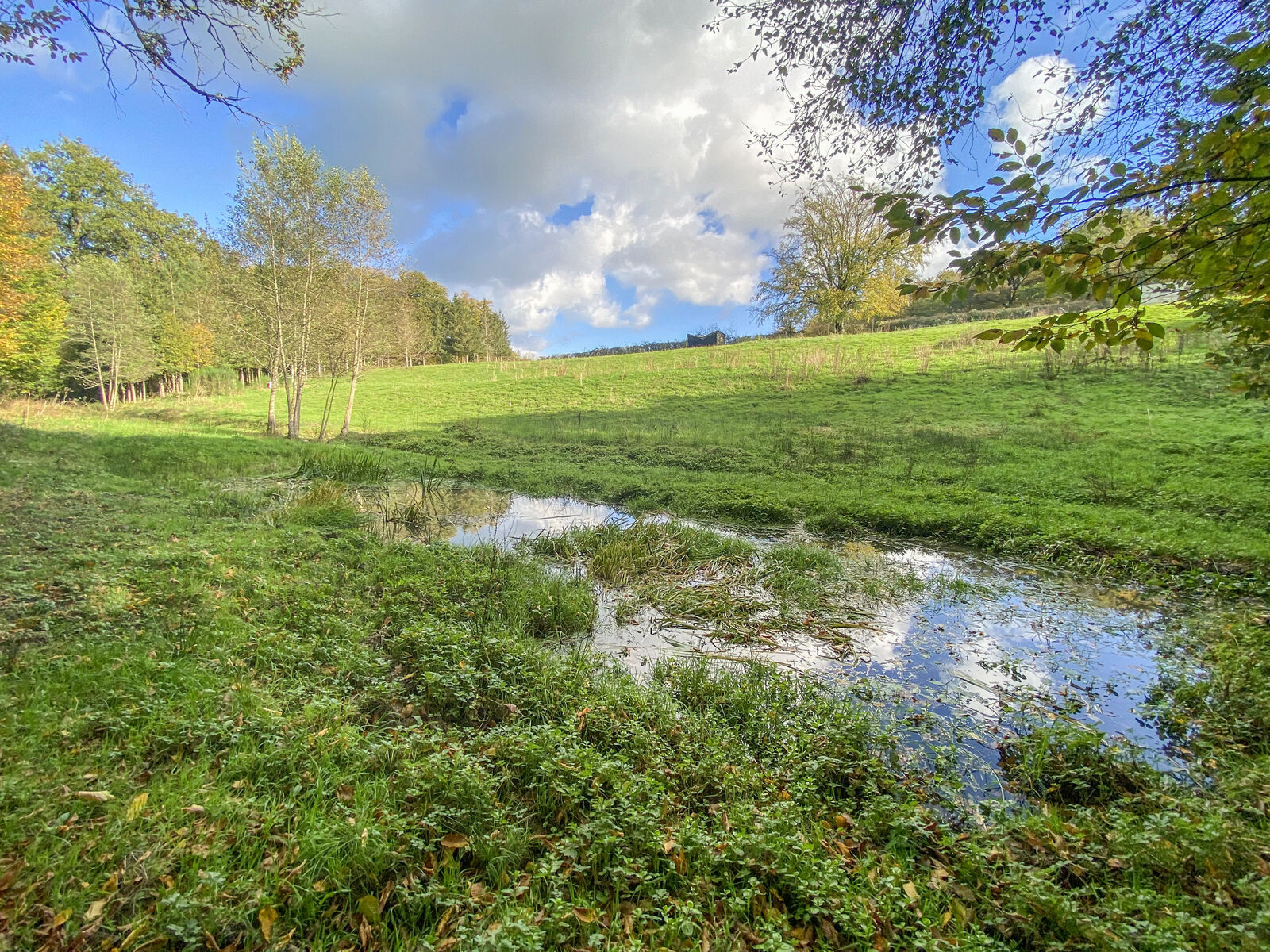 Terrain/prairie pour chevaux de 80a 30ca - Img 3207-2