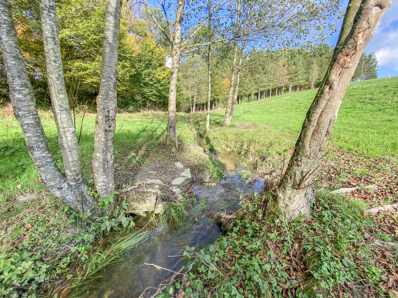 Terrain/prairie pour chevaux de 80a 30ca - Img 3208-2