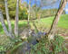 Terrain/prairie pour chevaux de 80a 30ca - Img 3208-2