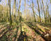 Chalet 2 ch au milieu des bois - Img 4032-2