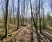 Chalet 2 ch au milieu des bois - Img 4031-2