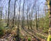 Chalet 2 ch au milieu des bois - Img 4020-2
