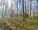 Terrain à bâtir boisé de 34a 96ca - Img 4185-2