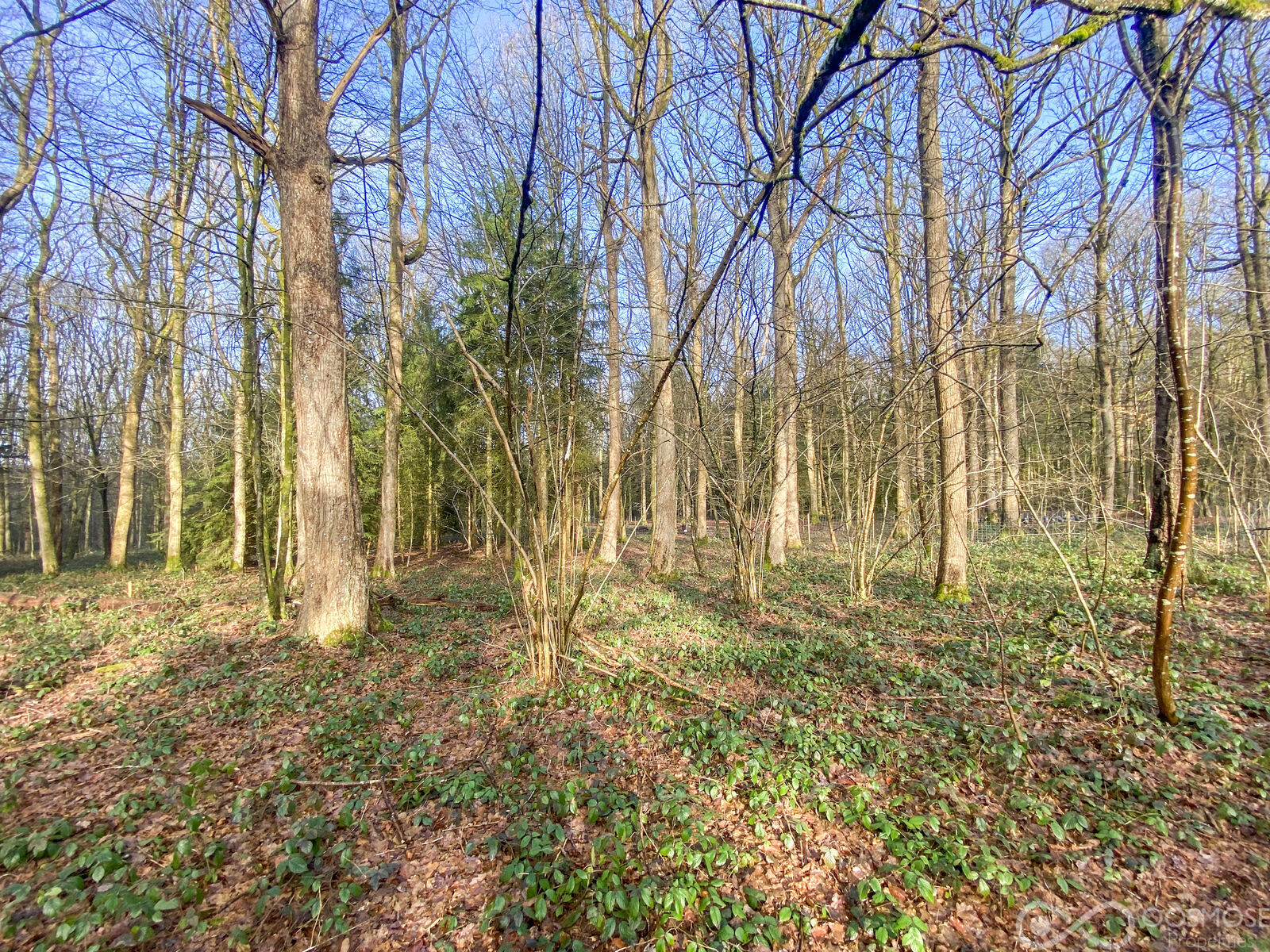 Terrain à bâtir boisé de 34a 96ca - Img 4193-2